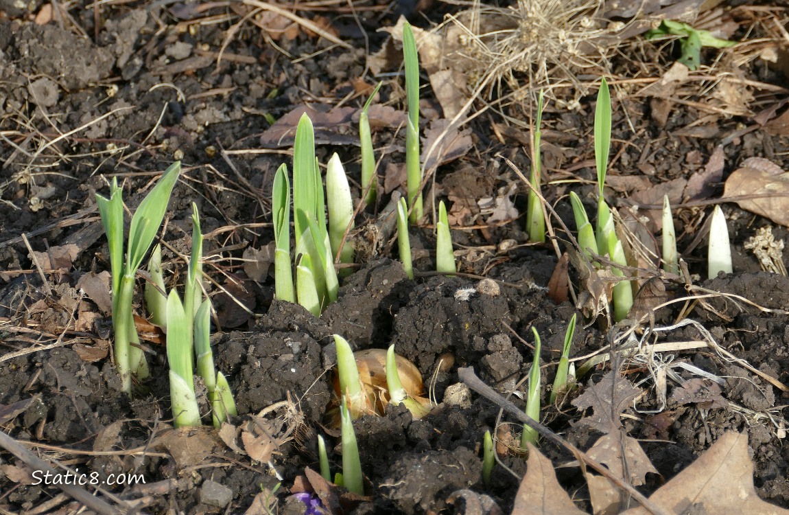 Close up of small garlic plants growing in the dirt