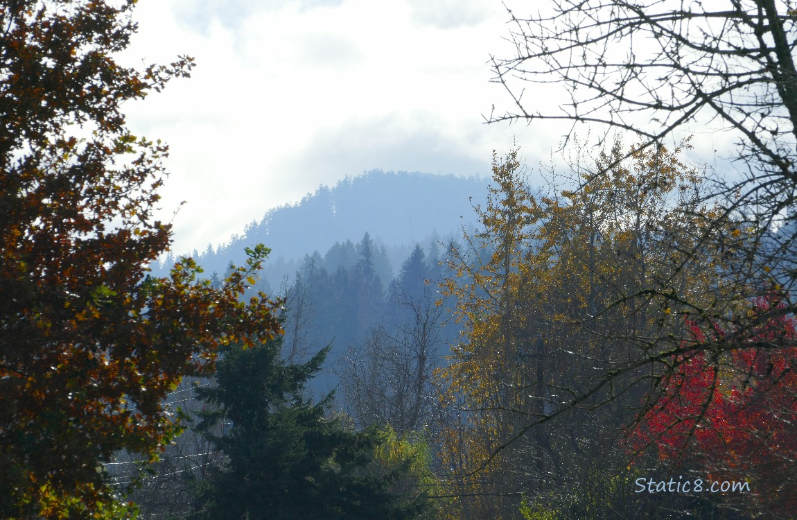 Fir trees on the hill