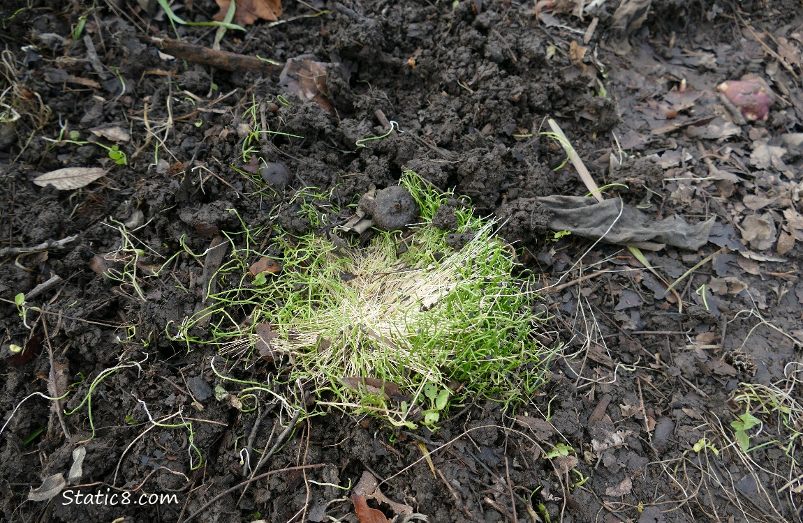 Leek spouts in the dirt