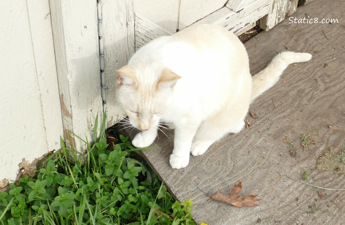 Cream coloured cat sitting next to a shed