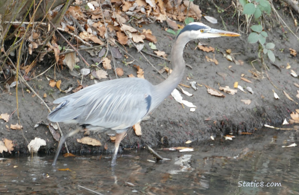 Great Blue Heron walks in shallow water near the bank