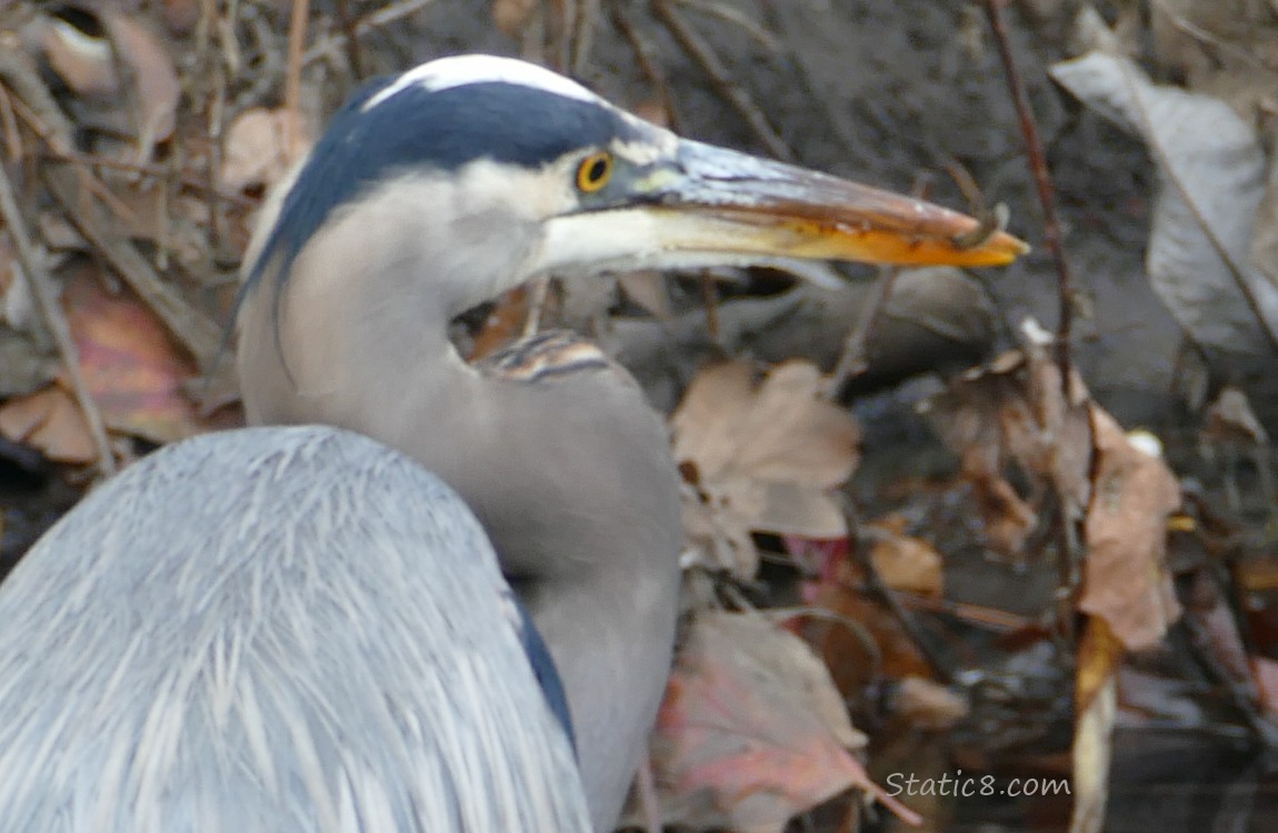 Great Blue Heron with a minnow in her beak