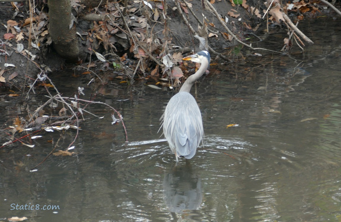 Hunting Great Blue Heron