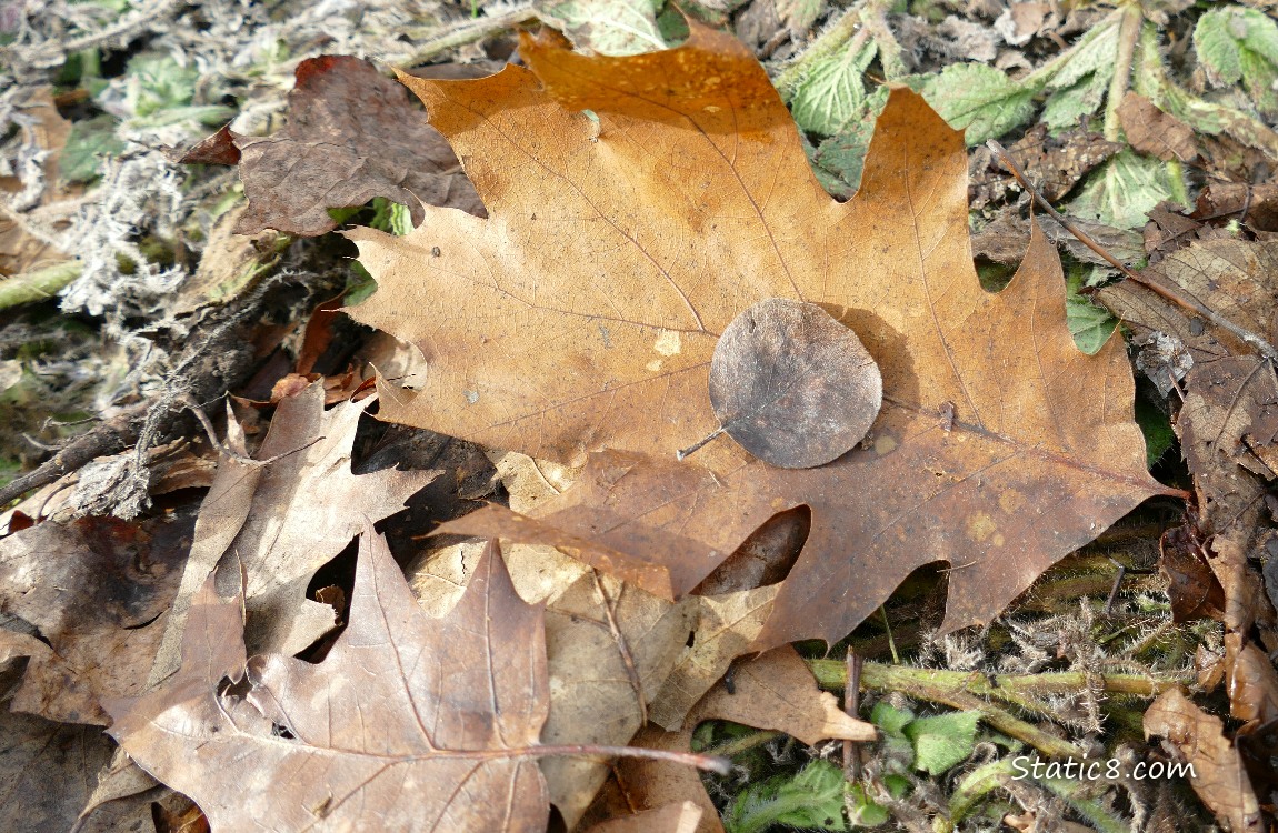 round leaf on a large oak leaf