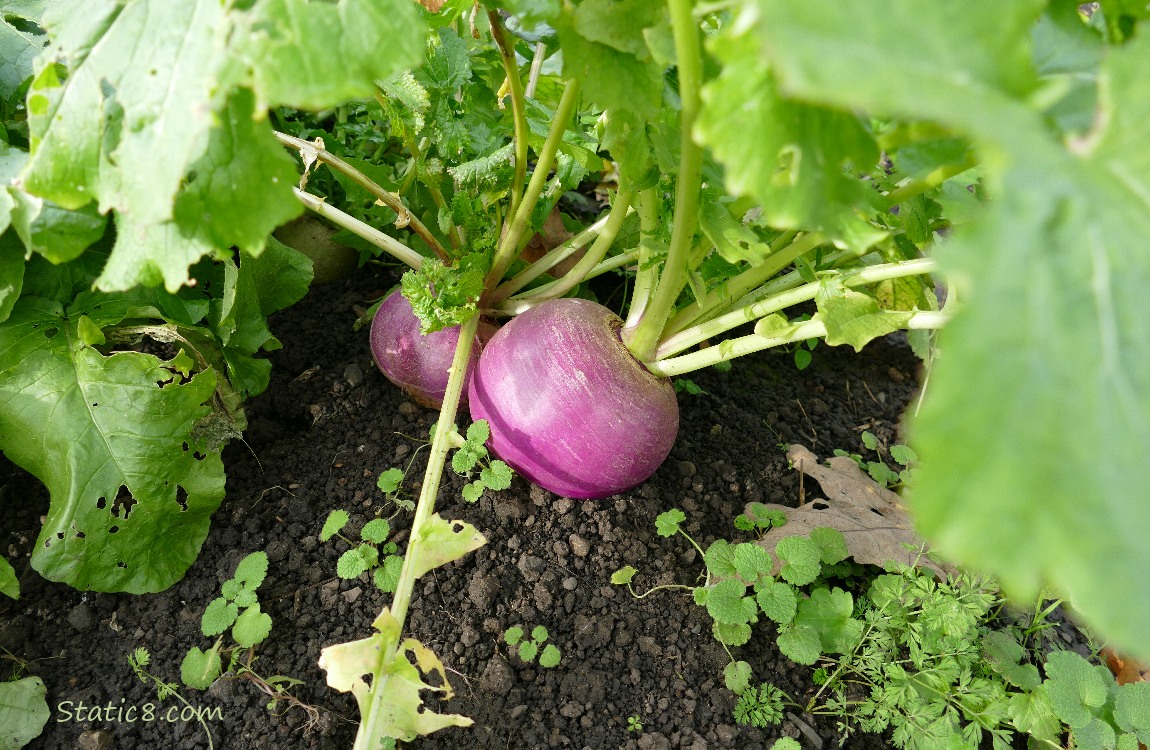 Pink Beets growing in the dirt