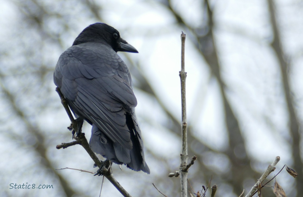 American Crow standing on the end of a stick, looking over her shoulder