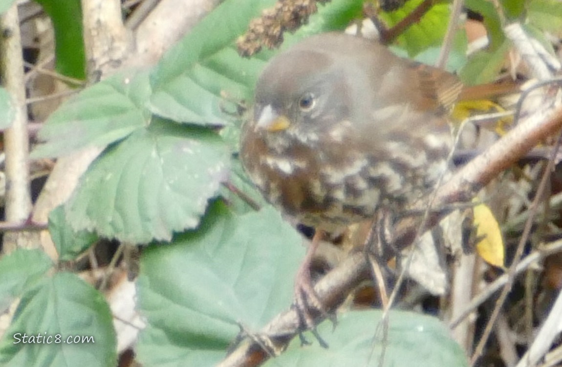Fox Sparrow standing on a twig with green leaves behind