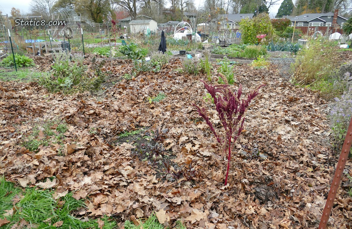 Garden plot