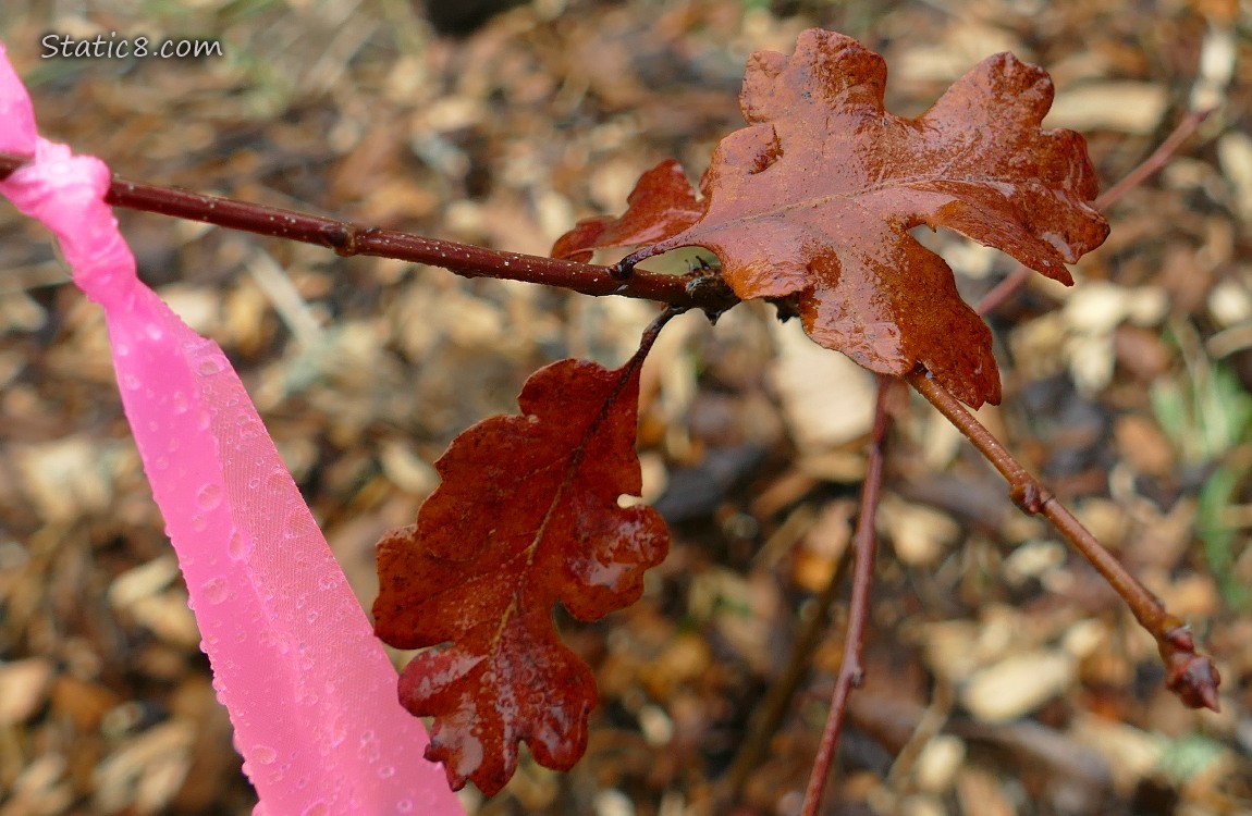 Baby white oak tree