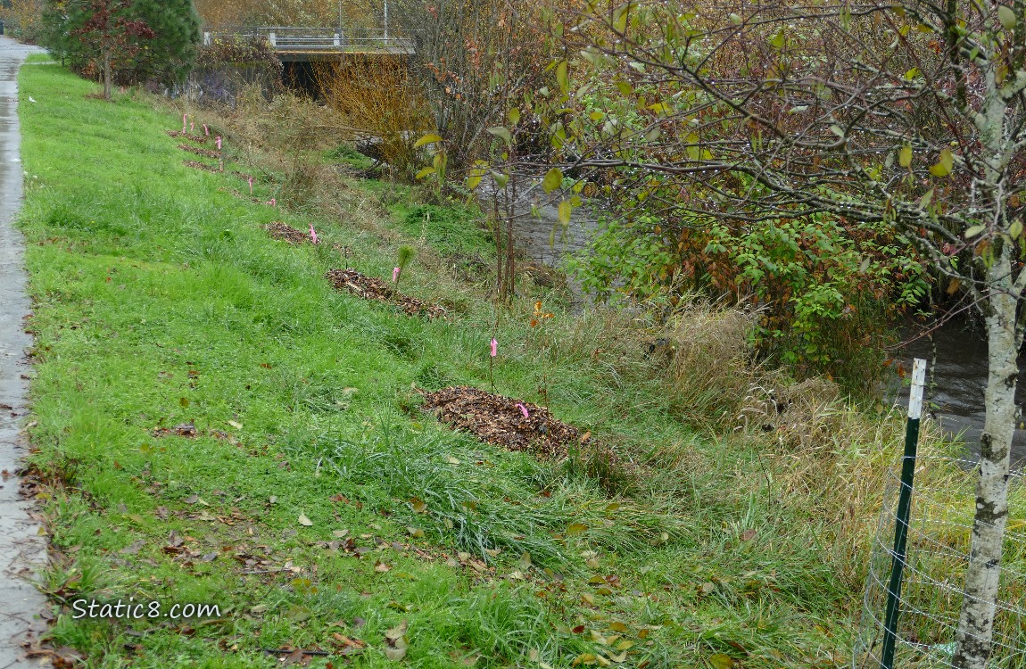 Looking from the bike path down at the grassy bank of the creek