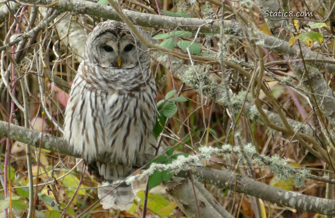 Barred Owl sitting on a branch in a tree