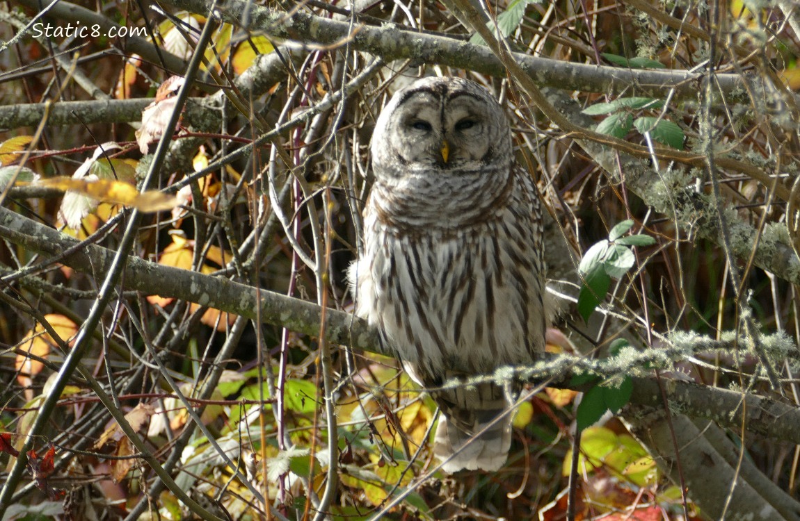 Barred Owl standing in a tree