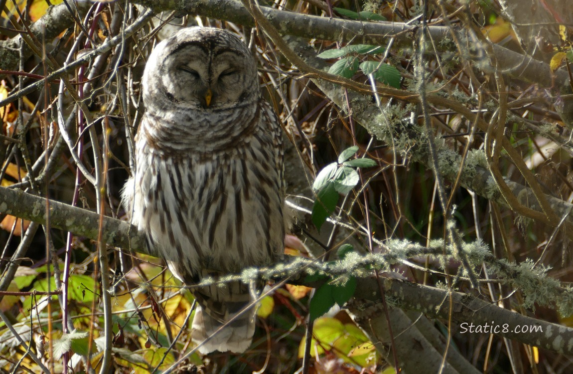 Barred Owl standing in a tree