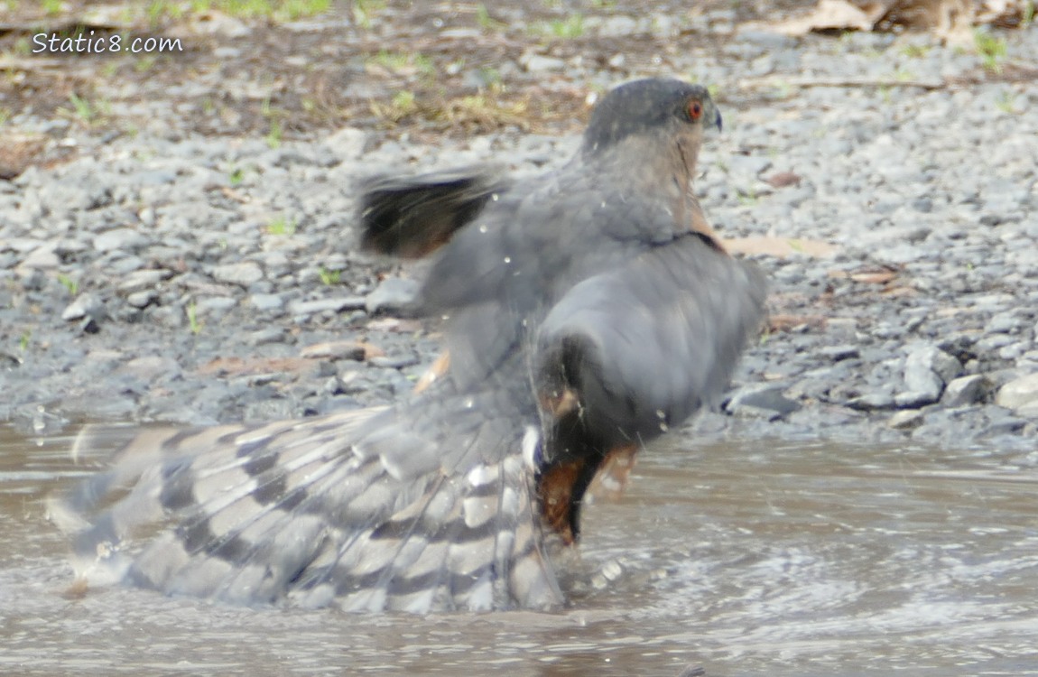 Cooper Hawk bathing in a puddle