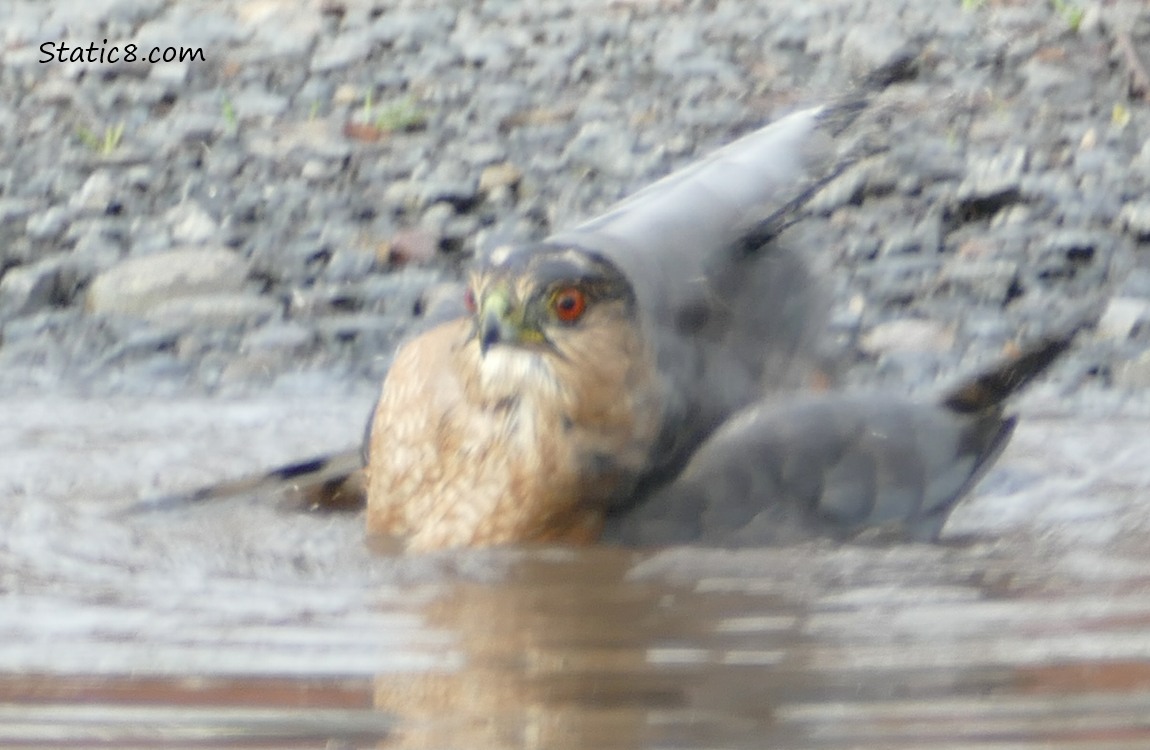Cooper Hawk bathing in a puddle