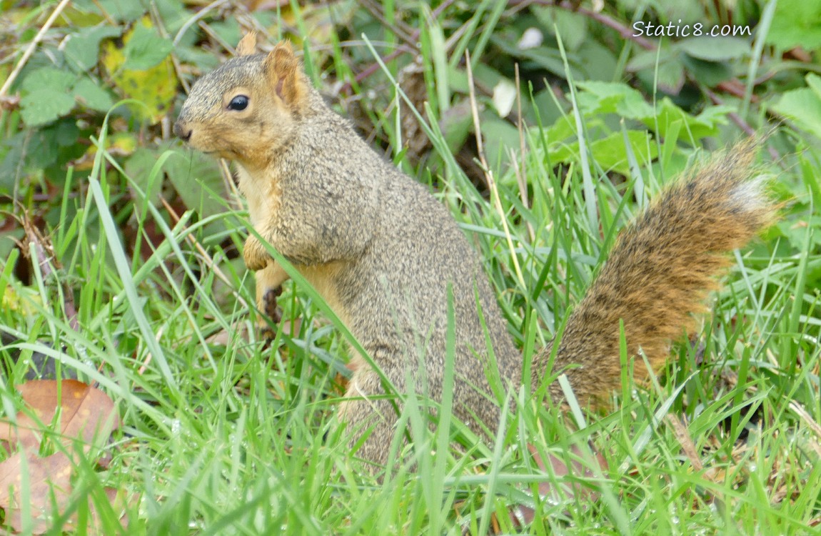 Squirrel standing in the grass