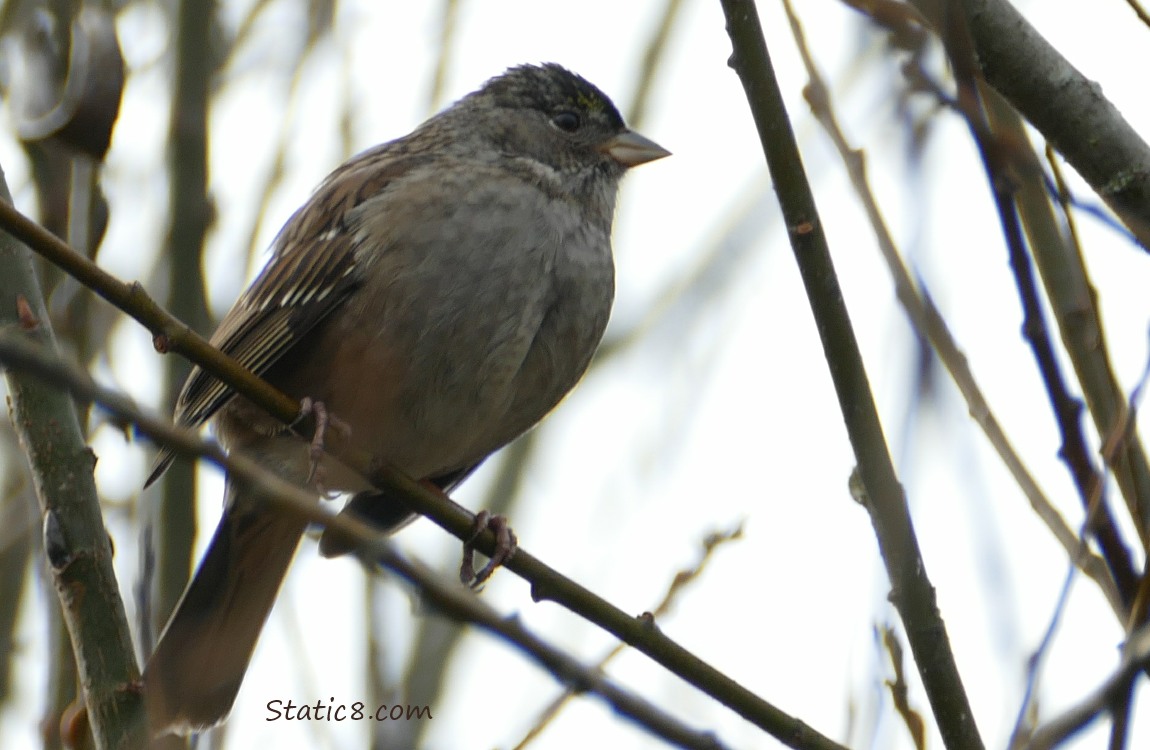 Golden Crown Sparrow sitting in a winter bare tree