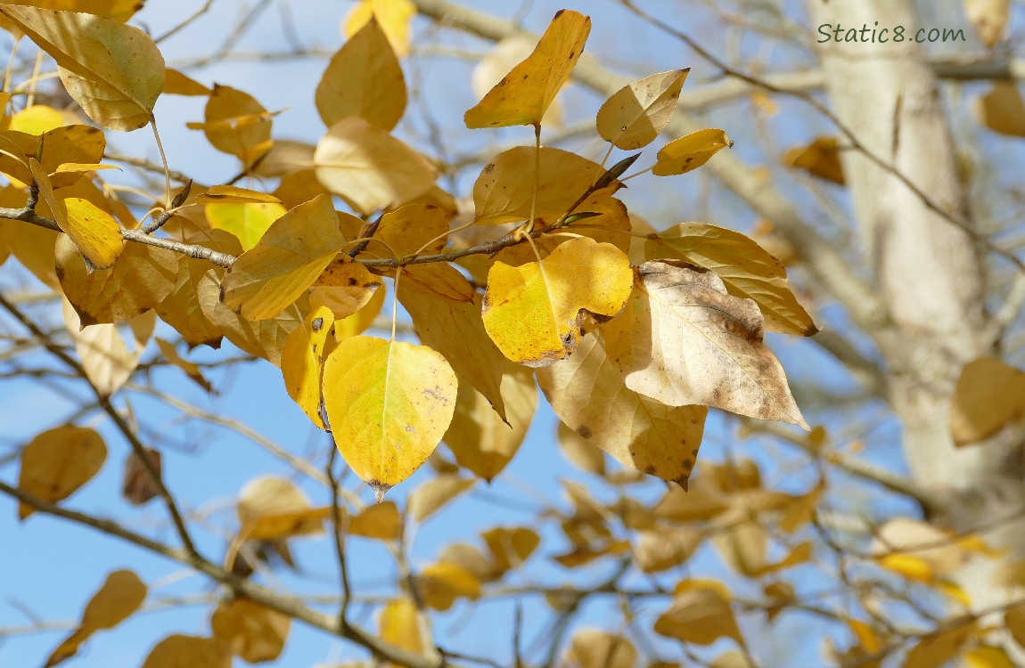 Autumn yellow leaves and the blue sky