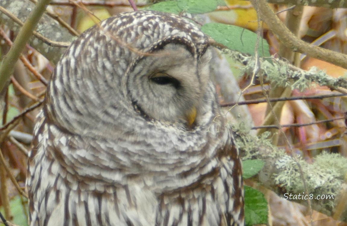 Close up of a Barred Owls face