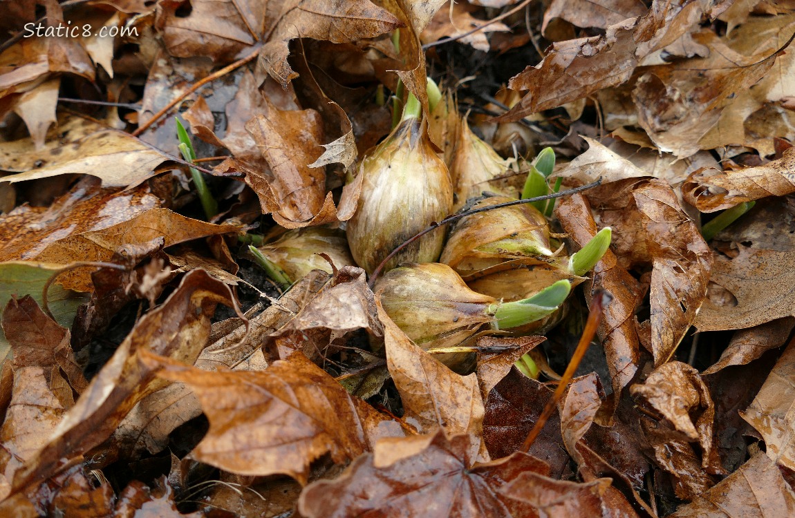 Garlics with small green leaves