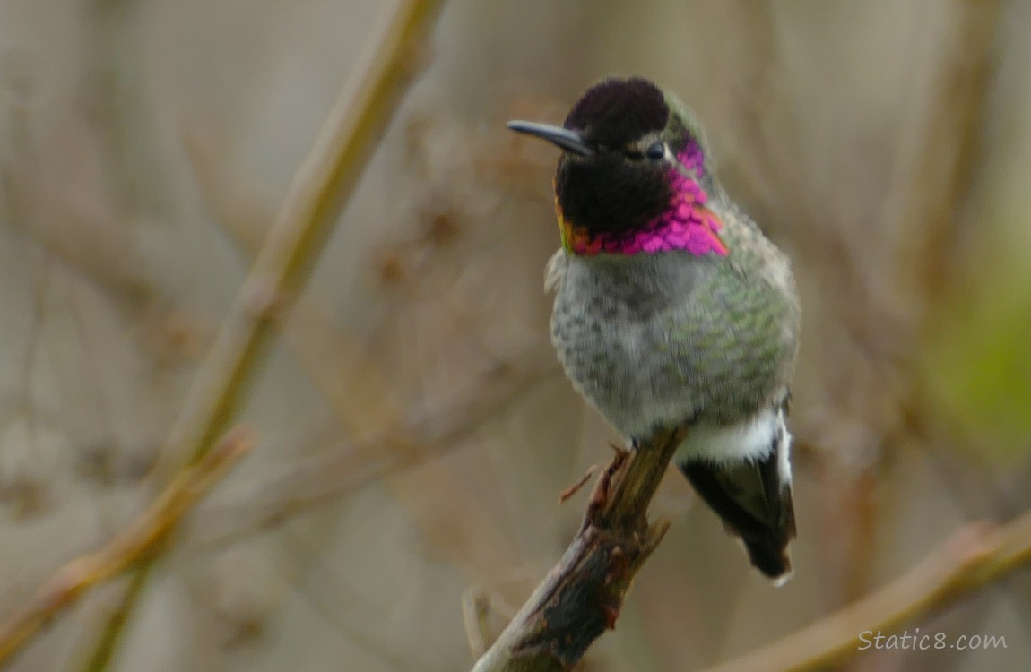Anna Hummingbird standing on the tip of a twig