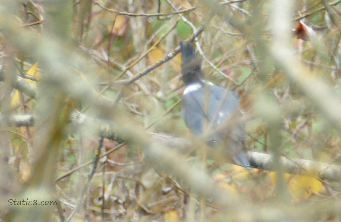 The back of a Belted Kingfisher sitting among branches