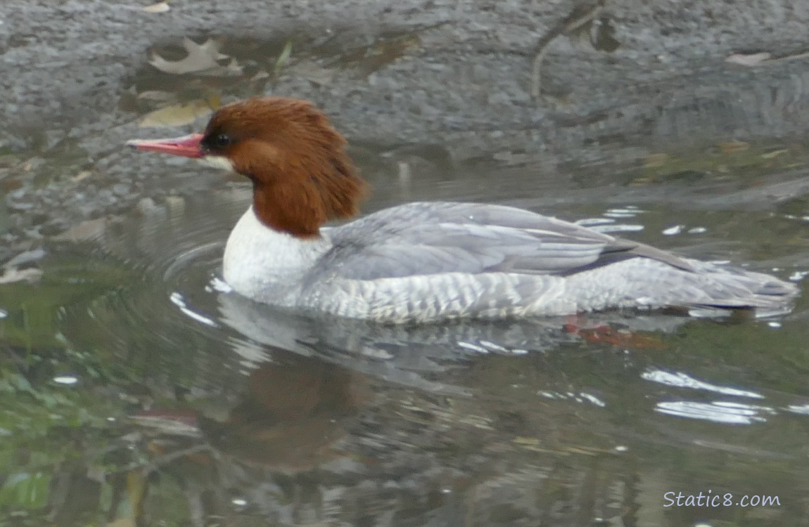 Female Common Merganser paddling on the water