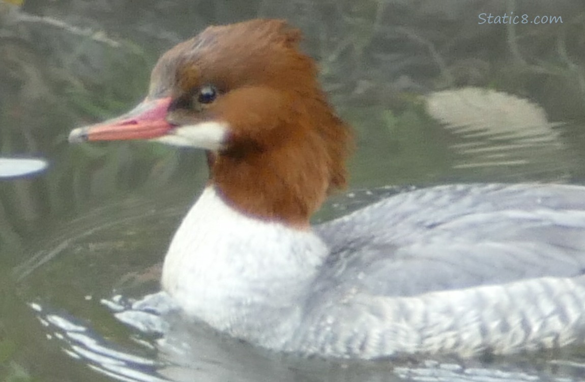 Female Common Merganser paddling on the water