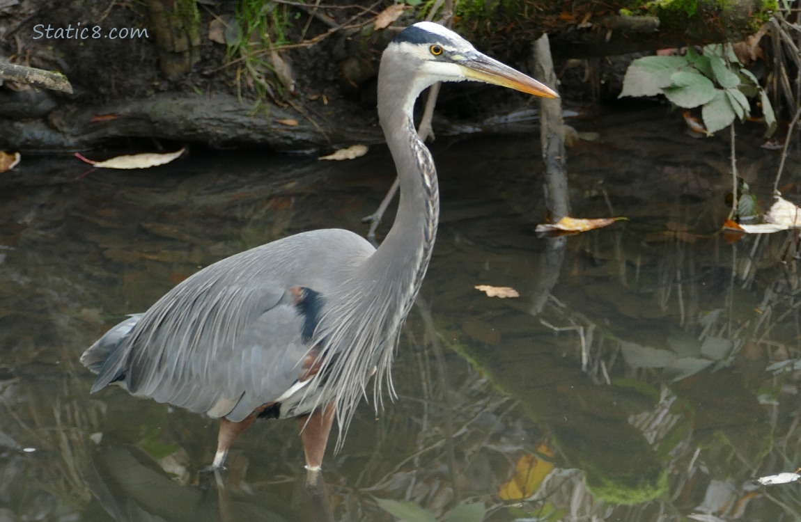 Great Blue Heron standing in shallow water