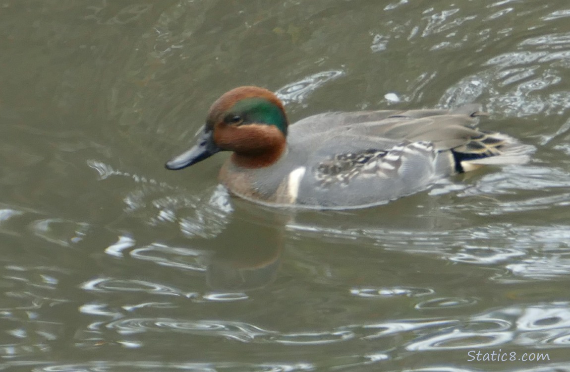 Green Wing Teal paddling on the water