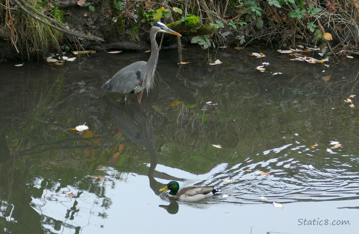 Great Blue Heron standing in shallow water and a male Mallard paddling by