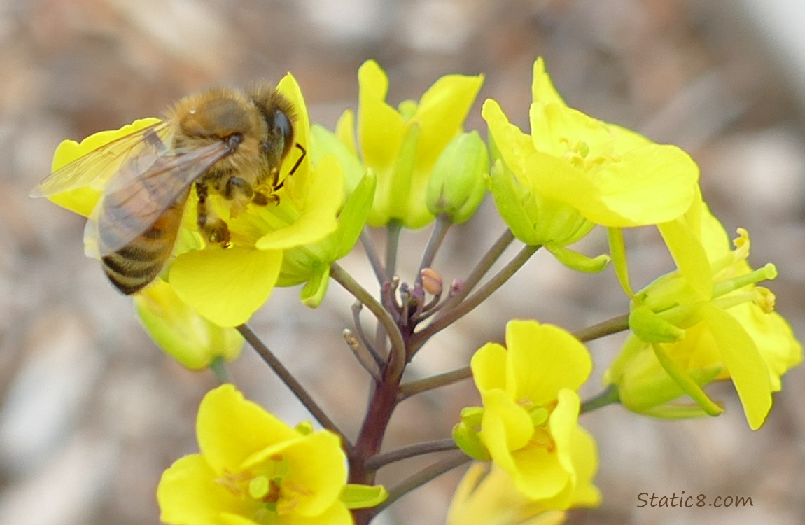 Honey Bee on a yellow flower