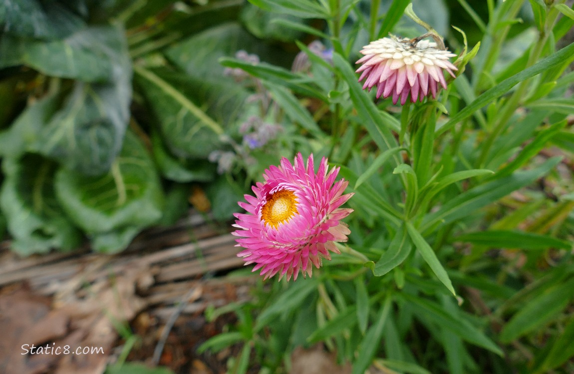 Bright pink Strawflower blooms