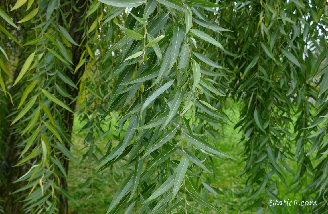 Willow tree leaves hanging down