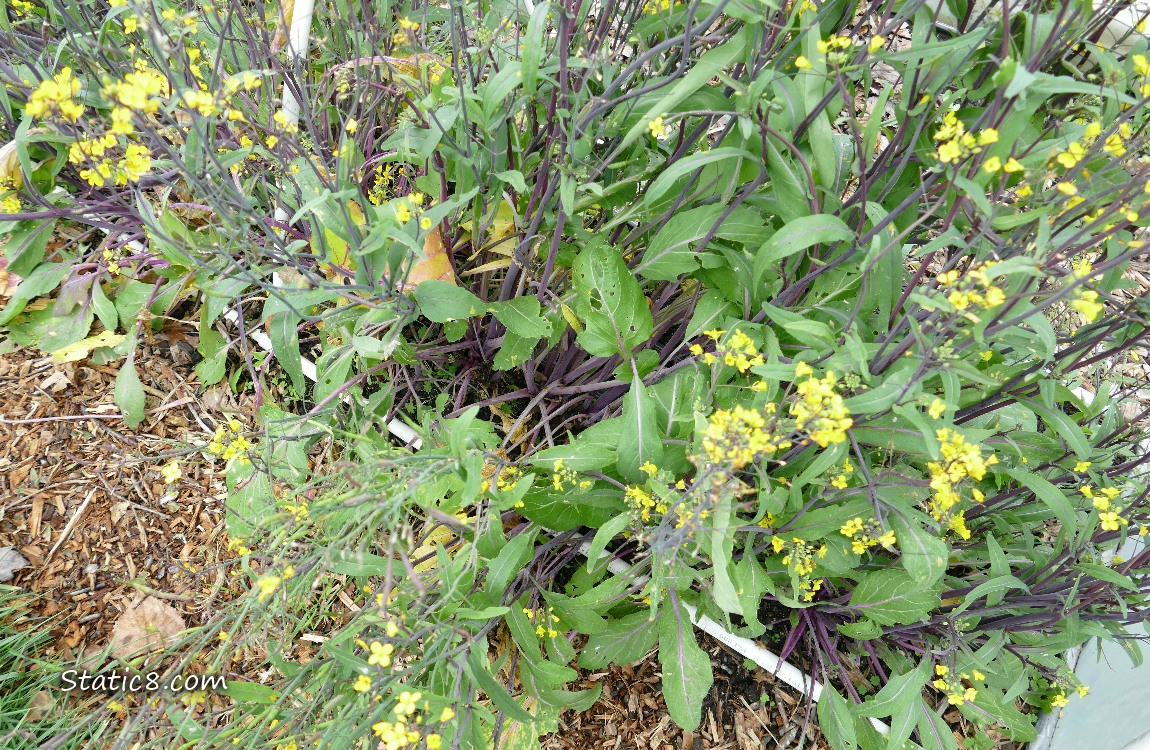 Plants with yellow flowers