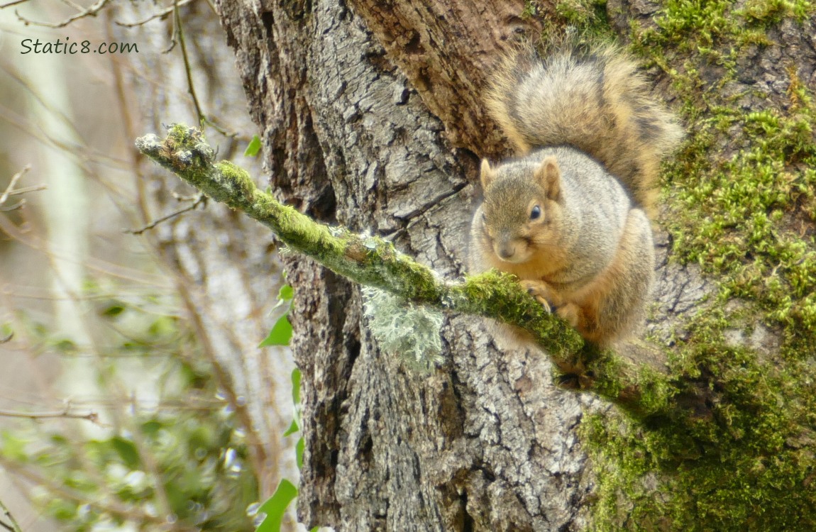 Squirrel napping on a broken branch