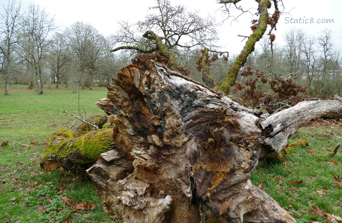 The bottom of the fallen oak tree