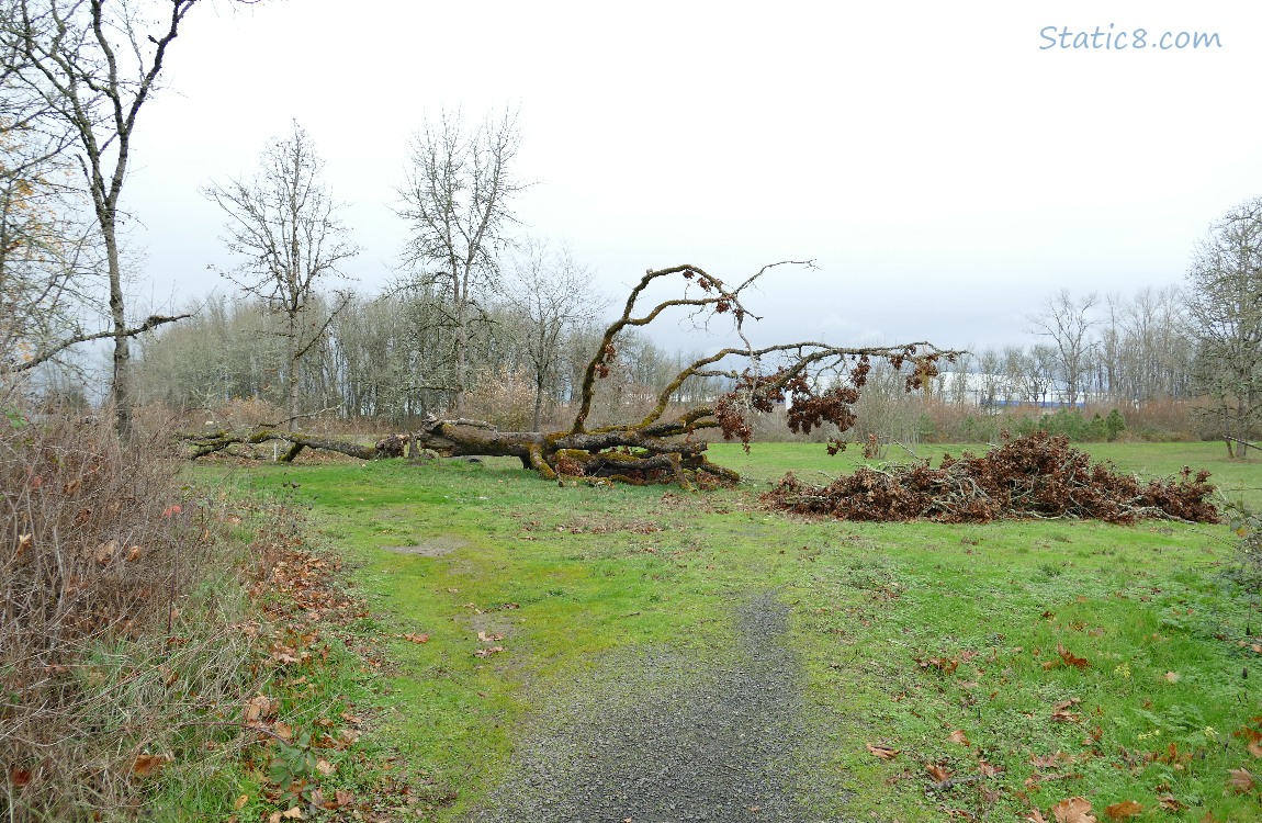 Fallen Oak tree with a pile of leaves and sticks