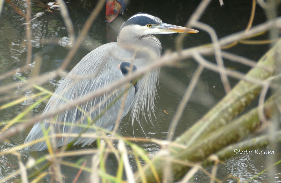 Great Blue Heron past some sticks