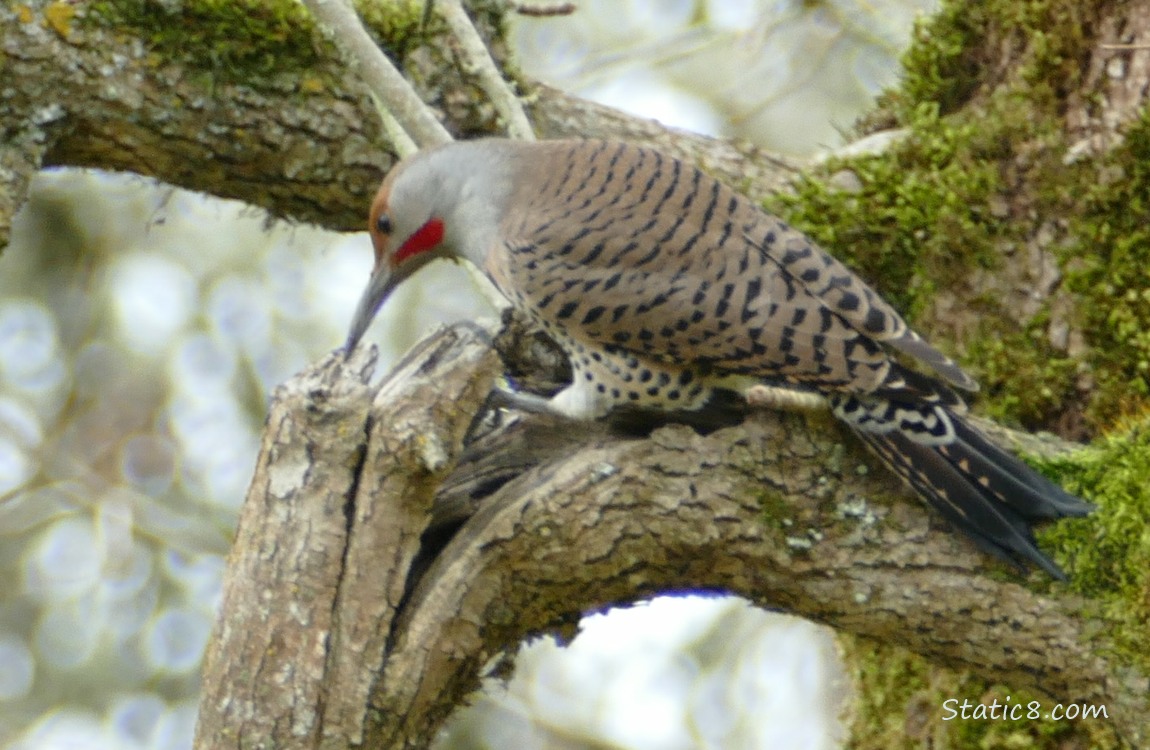 Northern Flicker looking for bugs in a broken branch