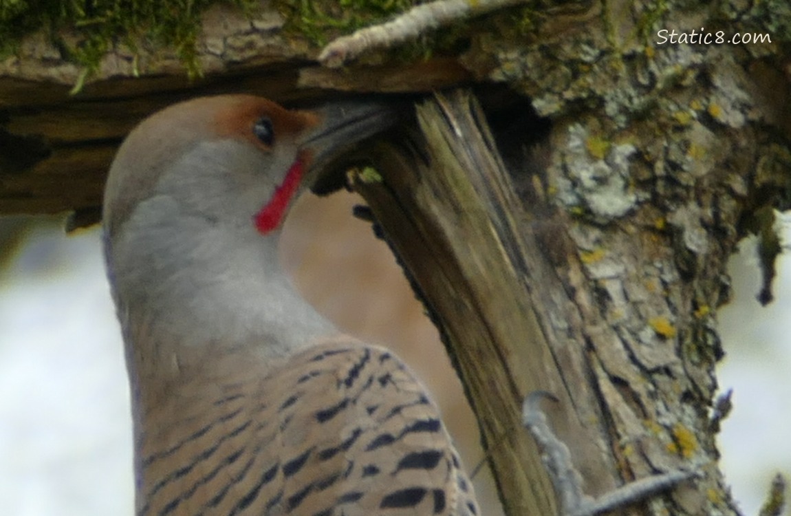 Northern Flicker with his beak in a broken branch