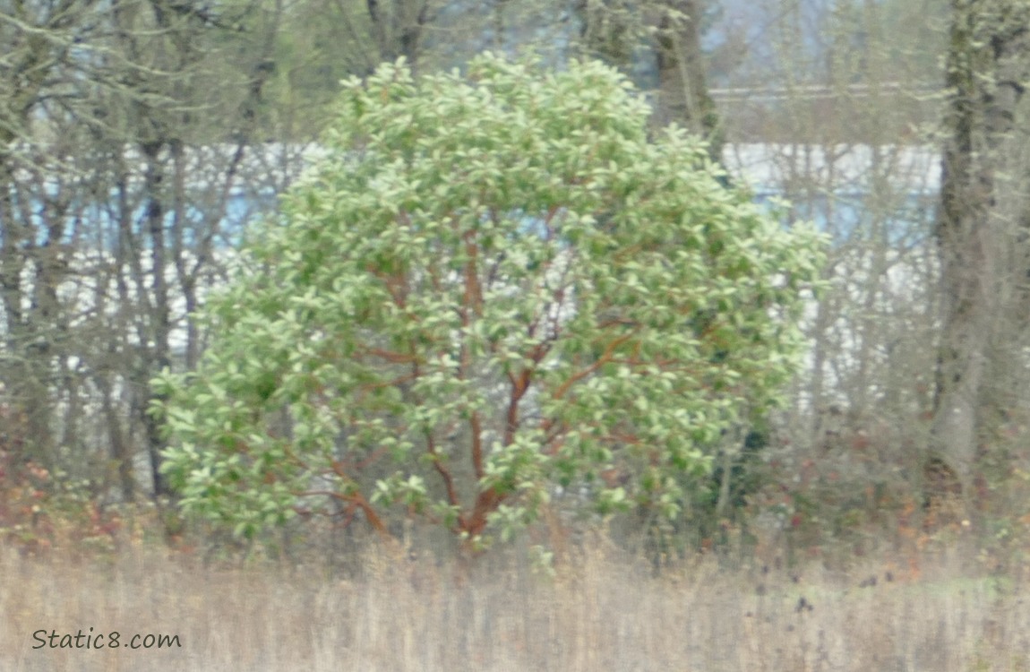 Pacific Madrone tree in the distance