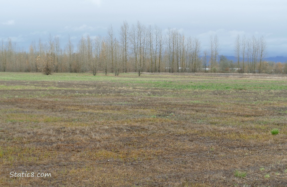 Grassy area with winter bare trees in the distance