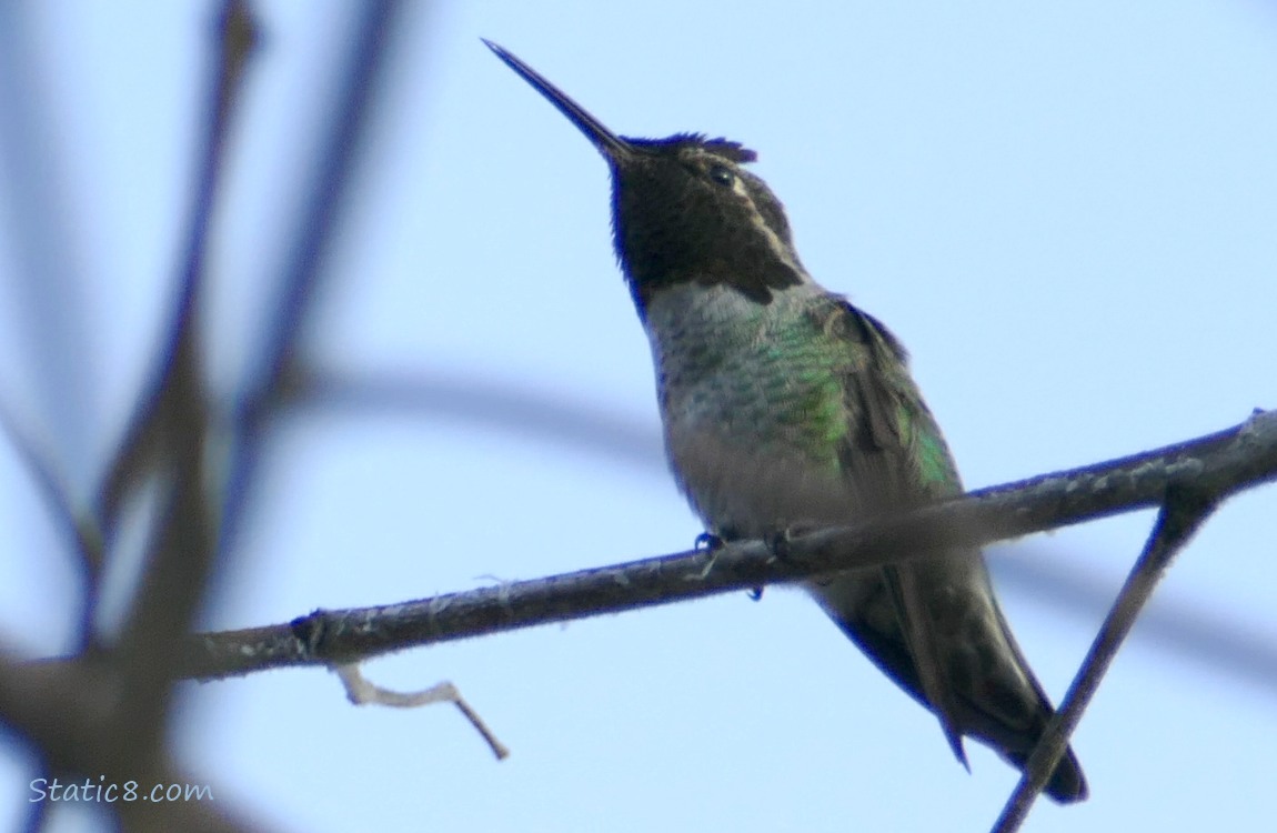 Anna Hummingbird standing on a twig, high up.
