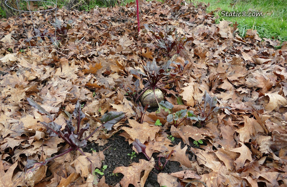 Beet plants coming up past leaf mulch