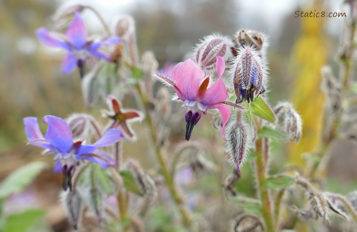 Pink and blue Borage blossoms