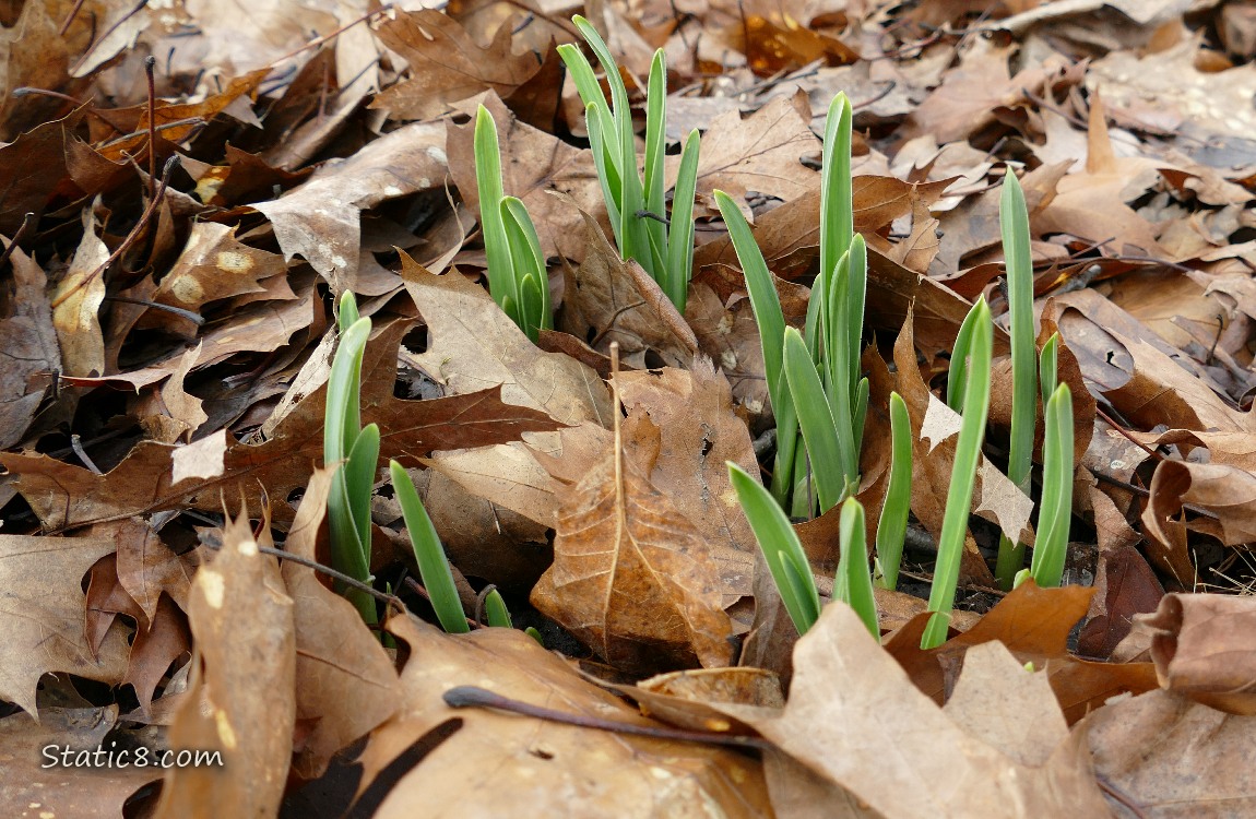Garlic leaves poking up thru leaf mulch