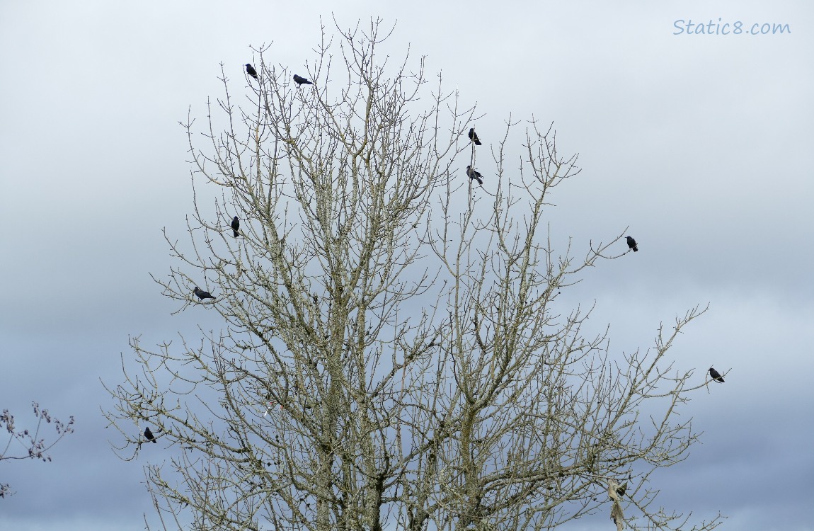 Silhouette of crows in a winter bare tree