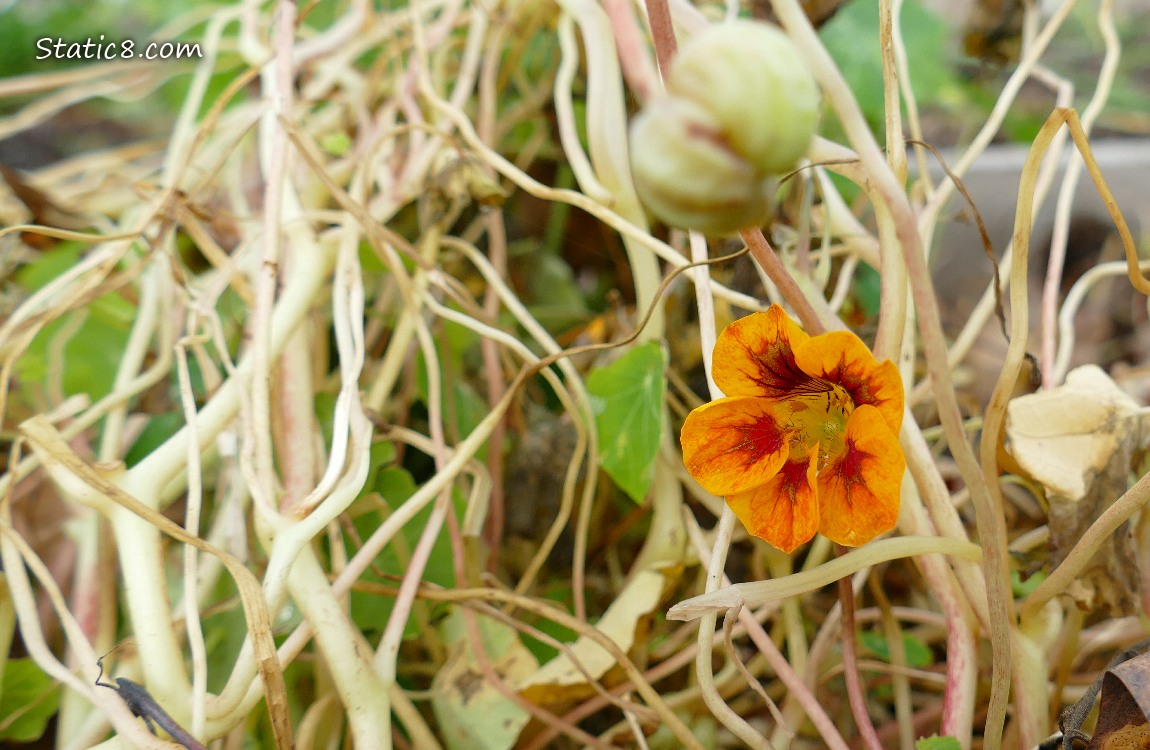 Nasturtium plant with one orange flower