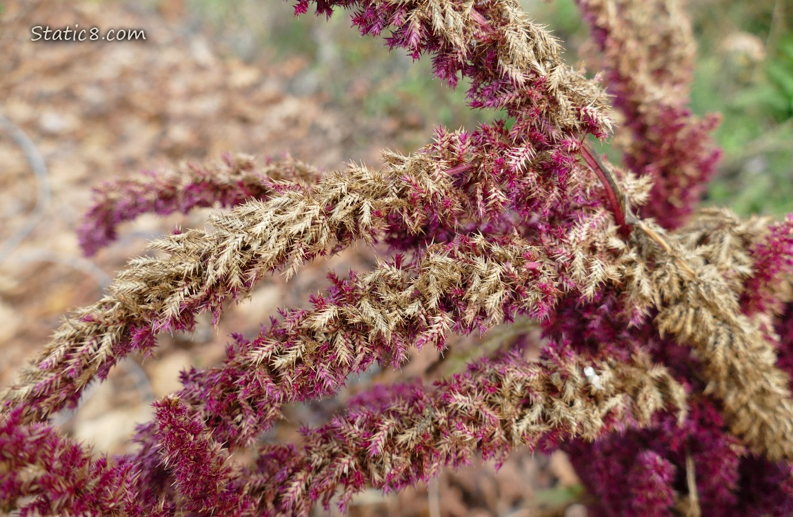 Close up of Red Amaranth seeds on the stalks